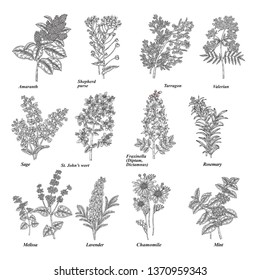 Set of medical and cosmetic herbs. Hand drawn medical plants and flowers isolated on white background. Vector illustration engraved.