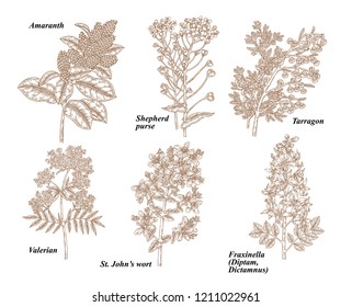 Set of medical herbs. Amaranth, Shepherd's purse, Wormwood, Valerian, St John's wort and Dictamnus plant isolated on white. Hand drawn vector illustration vintage.