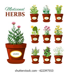 Set of medical herbs in pots with labels of leuzea sage mint mother and stepmother tutsan echinacea isolated vector illustration