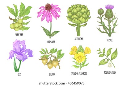 Set Of Medical Herbs. Shea Tree, Echinacea, Artichoke, Thistle, Iris Flower, Jojoba, Evening Primrose, Polygonatum. Illustration Of Colorful Graphics Isolated On White Background. Vector.