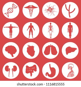Set of Medical Icons (Internal Organs of a Person, Body, Ski, DNA, etc.) Vector Set icons