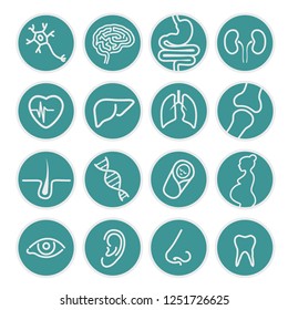 Set of medical icons - organs or specialties of medicine - Health, business, internet, web design