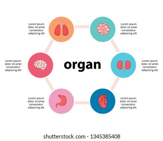 Set medical. internal organs element for infographic on white on background 