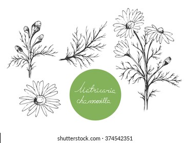 花 マーガレット のイラスト素材 画像 ベクター画像 Shutterstock