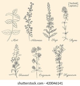 Set of medical plants Mint, Chamerion, fireweed, willow herb, Sage, Thyme, Oregano, Hypericum, Artemisia absinthium, wormwood hand drawn vintage sketch vector isolated, Doodle Healing herb for package