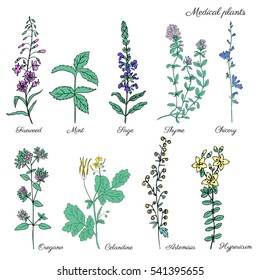 Set of medical plants Mint, Chamerion, fireweed, willow herb, Sage, Thyme, Oregano, Hypericum, Artemisia absinthium, Wormwood, Chicory, celandine hand drawn sketch vector isolated, Doodle Healing herb