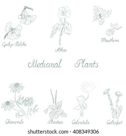 Set of Medical Plants in vector