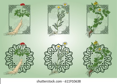 Set of medicina herbs with patterned frames: ginseng, chamomile, celandine. Vector illustration in engraving style, in colors.