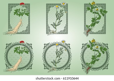 Set of medicina herbs with patterned frames: ginseng, chamomile, celandine. Vector illustration in engraving style, in colors.