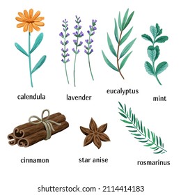 Set of medicinal aromatic herbs isolated on white background.