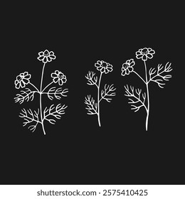 Set of medicinal chamomile. Hand drawn vector illustration in outline style.