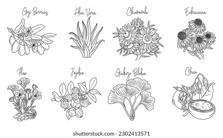 Set of medicinal and cosmetic herb illustrations. Vector hand drawn black and white sketch collection. Chamomile, gingo beloba, echinacea, chea, flax, goji berries, jojoba, aloe vera for packaging.