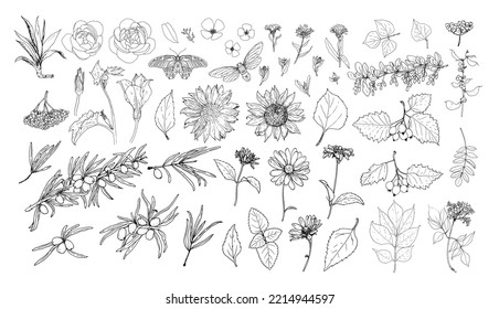 a set of medicinal edible plants, leaf flowers and berries in the sketch style. collection of isolated black contour, daisies, sunflowers, cherry blossoms, peony, clover 