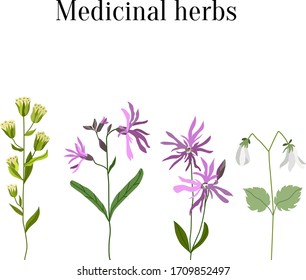 Conjunto de hierbas medicinales. El floreciente campo ruso de flores de verano. Erigeron canadensis, Lychnis flos-cuculi, Linnaea borealis. Diseño vectorial de la Flora para cosméticos naturales, farmacia, libros, tarjeta.