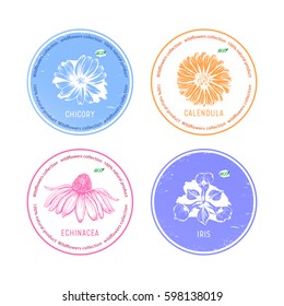 Set of medicinal herbs. Chicory, echinacea, iris and calendula vector. Design for eco, nature products, pharmacy cosmetics, body care product, covers, cards, packaging, labels, stickers.