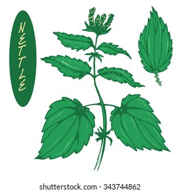 Set of medicinal herbs. Colored nettle vector isolated. Sketch of medicinal plant nettle. Hand drawn illustration for print, decoration, image, design, label etc