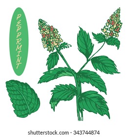 Set of medicinal herbs. Colorful peppermint vector isolated. Sketch of medicinal plant peppermint. Hand drawn illustration for print, decoration, image, design, label etc