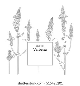 Set of medicinal herbs and essential oils. Hand drawn verbena flower, leafs and healing plant. Hand drawn illustration medicinal herbs for print, decoration, image, design, label, wrapping.