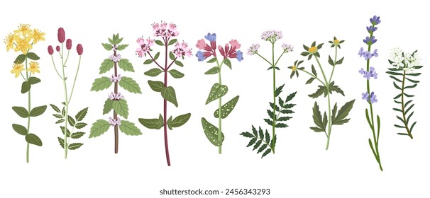 conjunto de hierbas medicinales, flores de campo, Vector dibujando plantas silvestres en el fondo blanco, Elementos florales, ilustración botánica dibujada a mano