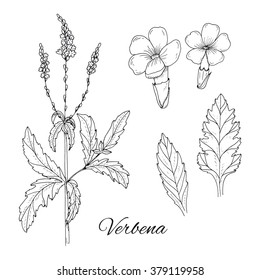 Set Of Medicinal Herbs. Inky Verbena Vector Isolated. Hand Drawn Verbena Flower, Leaf And Healing Plant. Hand Drawn Illustration Medicinal Herbs For Print, Decoration, Image, Design, Label, Wrapping