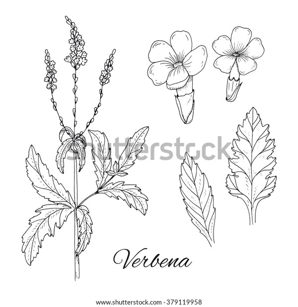 薬草のセット インキのベルベナのベクター画像 手描きのベルベナの花 葉 癒し の植物 手描きのイラスト薬草で 印刷 装飾 画像 デザイン ラベル 包装に使用 のベクター画像素材 ロイヤリティフリー