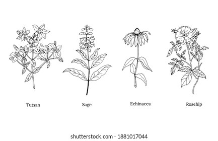 A set of medicinal herbs and plants. Collection of hand drawn flowers and herbs. Botanical plant illustration. Vintage medicinal herbs sketch. 