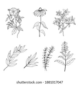 A set of medicinal herbs and plants. Collection of hand drawn flowers and herbs. Botanical plant illustration. Vintage medicinal herbs sketch. 