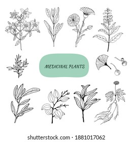 A set of medicinal herbs and plants. Collection of hand drawn flowers and herbs. Botanical plant illustration. Vintage medicinal herbs sketch. 