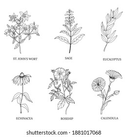 A set of medicinal herbs and plants. Collection of hand drawn flowers and herbs. Botanical plant illustration. Vintage medicinal herbs sketch. 