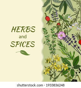 A set of medicinal herbs and plants. Collection of hand drawn flowers and herbs. Botanical plant illustration. Vintage medicinal herbs sketch. 
