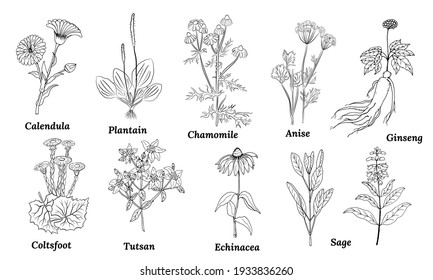 A set of medicinal herbs and plants. Collection of hand drawn flowers and herbs. Botanical plant illustration. Vintage medicinal herbs sketch. 