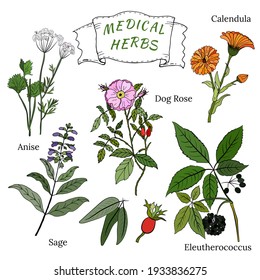 A set of medicinal herbs and plants. Collection of hand drawn flowers and herbs. Botanical plant illustration. Vintage medicinal herbs sketch. 