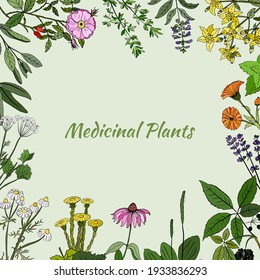 A set of medicinal herbs and plants. Collection of hand drawn flowers and herbs. Botanical plant illustration. Vintage medicinal herbs sketch. 