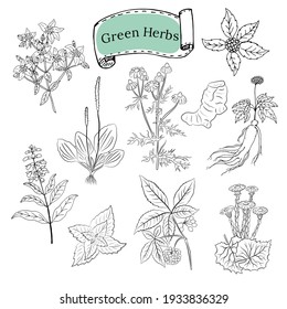 A set of medicinal herbs and plants. Collection of hand drawn flowers and herbs. Botanical plant illustration. Vintage medicinal herbs sketch. 