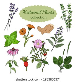 A set of medicinal herbs and plants. Collection of hand drawn flowers and herbs. Botanical plant illustration. Vintage medicinal herbs sketch. 