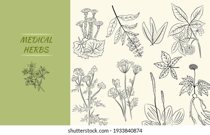 A set of medicinal herbs and plants. Collection of hand drawn flowers and herbs. Botanical plant illustration. Vintage medicinal herbs sketch. 