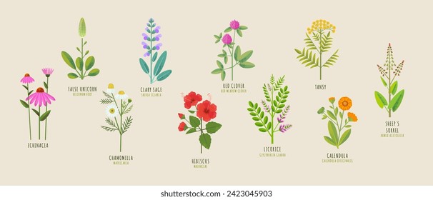 Set of medicinal herbs. Vector flat illustration of false unicorn, red clover, chamomile, tansy, echinacea, hibiscus, calendula, sage, licorice, sheeps sorrel on a beige background. 