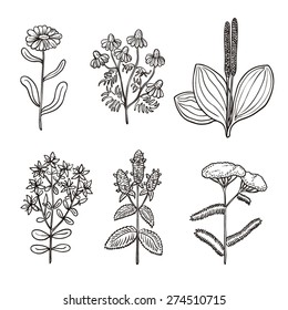 Set of medicinal herbs. Vector illustration. 