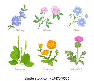 Set of medicinal herbs and wild flowers isolated on white. Vector illustration of clover, flax, plantain, milk thistle, calendula and chicory. Collection of plants in cartoon flat style.