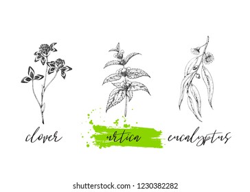 Set of medicinal herbs. Wild healing plants. Vintage flowers. Hand drawing vector illustration. Engravings style. Botanical background. Pharmacy herbs. Sketch. 