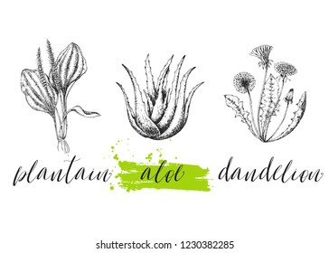 Set of medicinal herbs. Wild healing plants. Vintage flowers. Hand drawing vector illustration. Engravings style. Botanical background. Pharmacy herbs. Sketch. 