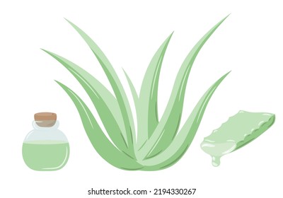 Set of medicinal plant aloe vera and succulent stem cut. The inscription "Aloe Vera", painted in green. Hand drawn plant in flat sketch style. Isolated vector illustration.