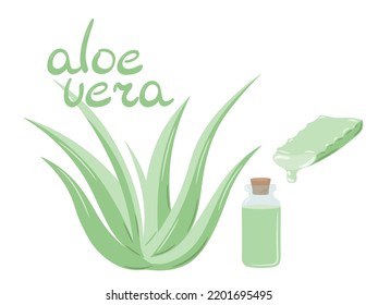 Set of medicinal plant aloe vera and succulent stem cut. The inscription "Aloe Vera", painted in green. Hand drawn plant in flat sketch style. Isolated vector illustration.
