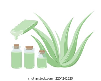 Set of medicinal plant aloe vera and succulent stem cut. The inscription "Aloe Vera", painted in green. Hand drawn plant in flat sketch style. Isolated vector illustration.