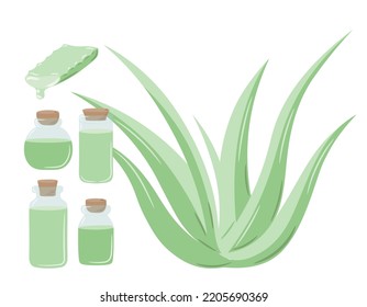 Set of medicinal plant aloe vera and succulent stem cut. The inscription "Aloe Vera", painted in green. Hand drawn plant in flat sketch style. Isolated vector illustration.