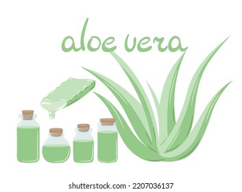 Set of medicinal plant aloe vera and succulent stem cut. The inscription "Aloe Vera", painted in green. Hand drawn plant in flat sketch style. Isolated vector illustration.