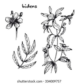 Set of medicinal plant. Black and white bidens vector isolated. Hand drawn bidens healing herbs. Hand drawn illustration for print, decoration, image, design, label, wrapping