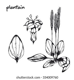 Set of medicinal plant. Black and white plantain vector isolated. Hand drawn ink sketch  plantain healing herbs. Hand drawn illustration for print, decoration, image, design, label, wrapping