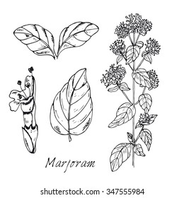 Set of medicinal plant. Black and white marjoram vector isolated. Hand drawn inky marjoram healing herb. Hand drawn illustration medicinal herbs for print, decoration, image, design, label, wrapping