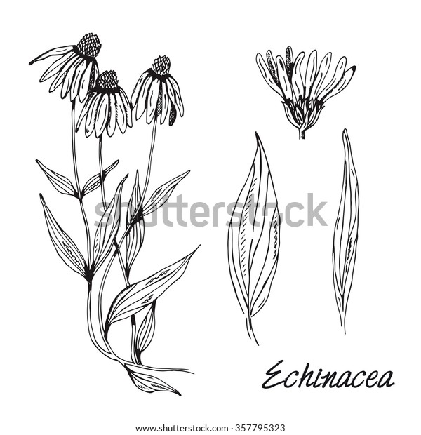 Set Medicinal Plant Black White Echinacea Stock Vector (Royalty Free ...